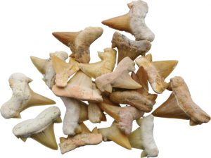 Arrowhead Shark Tooth Fossils 0.5 Inch