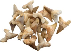 Arrowhead Shark Tooth Fossils 1.5 Inch
