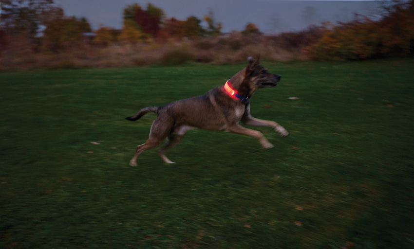 Nite Ize Nitedog LED Collar Cover Nite Ize Nitedog LED Collar Cover