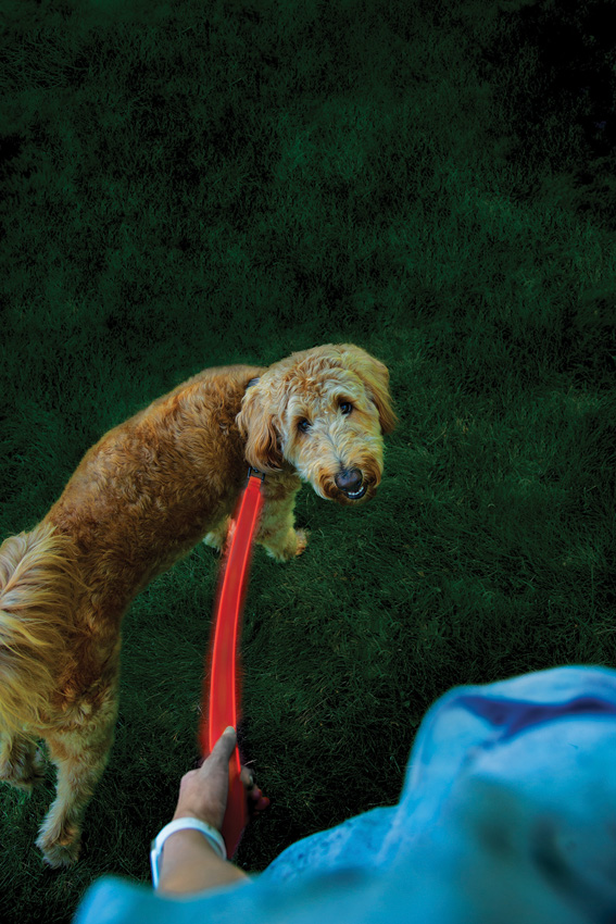 Nite Ize Nitedog Rechargeable Leash Nite Ize Nitedog Rechargeable Leash